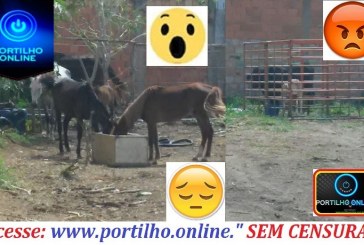 Animais sendo criado em “regime de dieta forçada”???