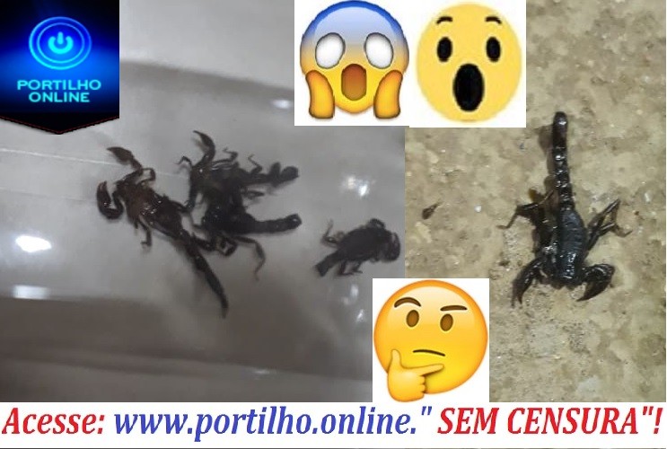 Foi encontrado!!! Agora é da cor preta! Escorpiões estão se povoando na casa do povo.