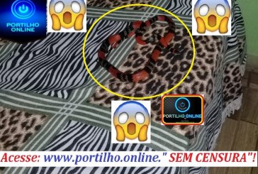 CEBESTA! Duas cobras? Portilho, uma cobra coral estava na cama da minha “sogra”!