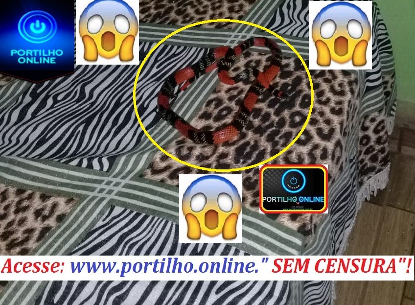 CEBESTA! Duas cobras? Portilho, uma cobra coral estava na cama da minha “sogra”!