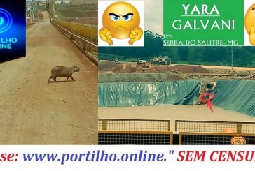 GALVANI/YARA. Portilho caiu mais capivara nos bolsões e dessa vez foi 5 capivara e 1 morreu.