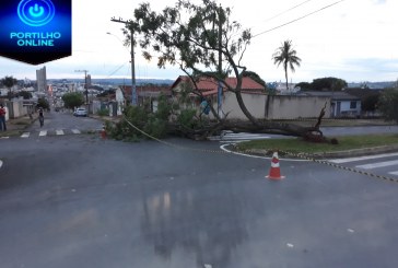 Queda de arvores deixa Bairro Mariano Brandão sem energia .