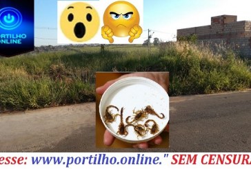 Portilho… “É 4 escorpiões por casa”!!!  Põe lá Portilho só seu site Portilho.online nos ajuda.