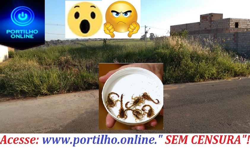 Portilho… “É 4 escorpiões por casa”!!!  Põe lá Portilho só seu site Portilho.online nos ajuda.