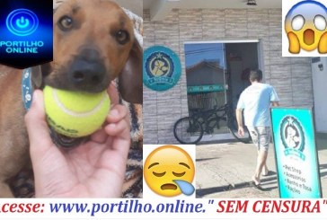 Portilho Levei o meu cachorro no pet shop Auquimia o o deixaram fugir…