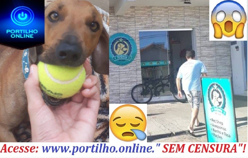 Portilho Levei o meu cachorro no pet shop Auquimia o o deixaram fugir…