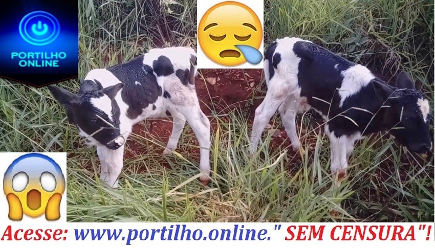 Portilho olha que pecado! Dois bezerrinhos recém-nascidos jogados vivos fora!