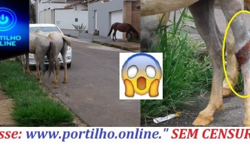 Cavalos soltos no bairro dona diva preocupam motoristas e moradores.