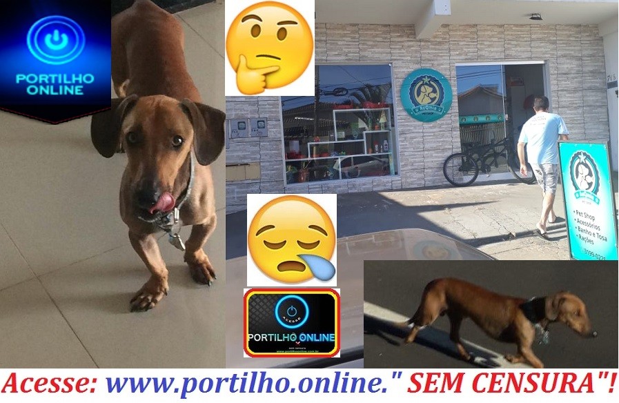 Boa tarde, Portilho sobre o assunto do cachorro desaparecido, o pet shop Auquimia ATÉ HOJE NADA!