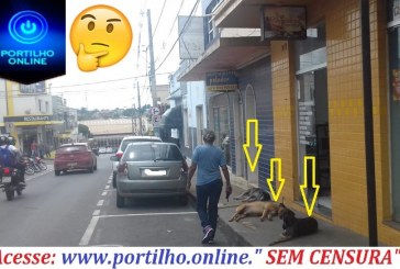 👉😱🙄🤔🐻🐶🐕🐩🐈 Bom dia Portilho… Tem três cachorros atacando as pessoas ali perto do inhac…