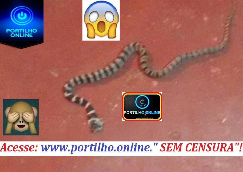 🐍🤫🤔😱🐁🦂 ACHEI A “ SOGRA DENTRO DE CASA” !!! Oi Portilho, por favor, não mi identifique mato está auto, e olha o que achei dentro de casa.