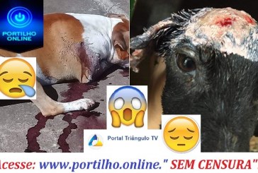 GIRO DE NOTÍCIAS… 👉😠🚓🚓🚨😥😔 #VIOLÊNCIA_CONTRA_ANIMAIS EM ARAGUARI; CADELA É QUEIMADA NO BAIRRO GOIÁS