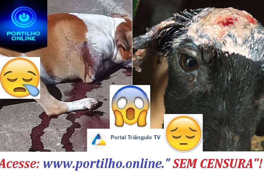 GIRO DE NOTÍCIAS… 👉😠🚓🚓🚨😥😔 #VIOLÊNCIA_CONTRA_ANIMAIS EM ARAGUARI; CADELA É QUEIMADA NO BAIRRO GOIÁS