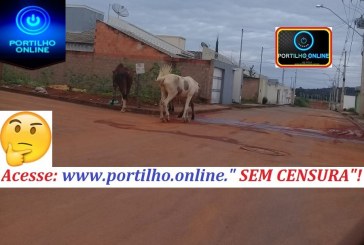 👉🤔🐴🦓😡😳 Pedimos que nos ajude Portilho procure a prefeitura por nós pq se a gente for conversar com alguém la eles nem recebe a gente ta insuportável essa situação