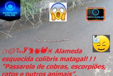 👉😱🐍🦂🐀🐁🦀🕷 Alameda esquecida colibris matagal! ! ! “Passarela de cobras, escorpiões, ratos e outros animais”.