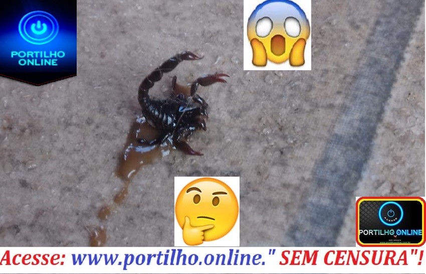 😱👉🤔😳🦂🐍🐁🐴🦗🐜ABANDONO!!! Moradores do bairro Nações são surpreendidos com escorpiões e cobras dentro de sua casa.