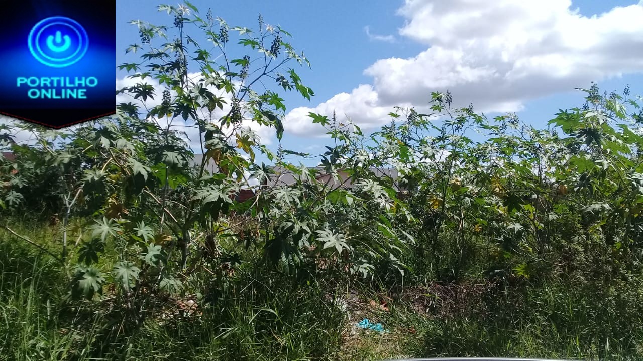 👉😡🤔😠🤨🐁🐀🦂🐍🐢🦎🦀 Portilho só vc pra nós ajudar olha o mato que está nestes dois lotes aqui na avenida Odir Aleixo bairro Enéas