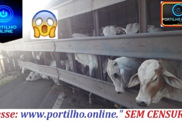 👉🚔😱🚓🚨😠😥👉🐃🐂 SANDUICHE  DE BOIS!!!Caminhão carregado com bois tomba na BR-365 em Uberlândia