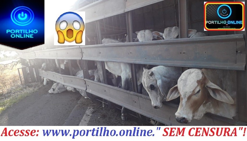 👉🚔😱🚓🚨😠😥👉🐃🐂 SANDUICHE  DE BOIS!!!Caminhão carregado com bois tomba na BR-365 em Uberlândia