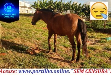 👉😱🤨🤔🐴Portilho boa tarde, eu moro no outro preto. Este cavalo com uma corda amarrada nas duas patas da frente.