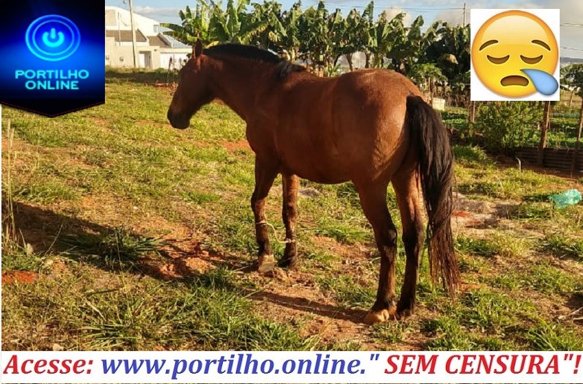 👉😱🤨🤔🐴Portilho boa tarde, eu moro no outro preto. Este cavalo com uma corda amarrada nas duas patas da frente.