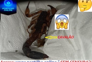 👉👀👎🤔😱🌡💉🚑🦂🦂🦀Escorpião-CAVALÃO “divide espaço” com os moradores do bairro jardim Sul e adjacentes.