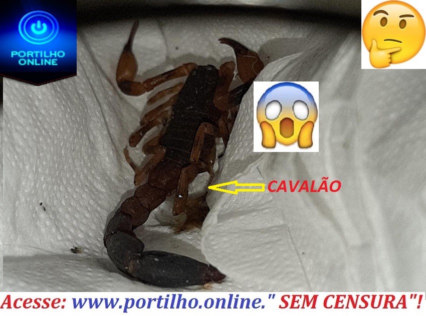 👉👀👎🤔😱🌡💉🚑🦂🦂🦀Escorpião-CAVALÃO “divide espaço” com os moradores do bairro jardim Sul e adjacentes.