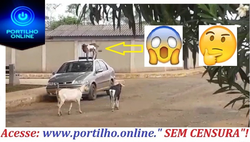 👉😱😡🐑🐏🐐🐑🐐 Portilho, pergunta se o Deiro vai vim aqui e montar nos bodes ..Deu “bode capitulo 2”!!!