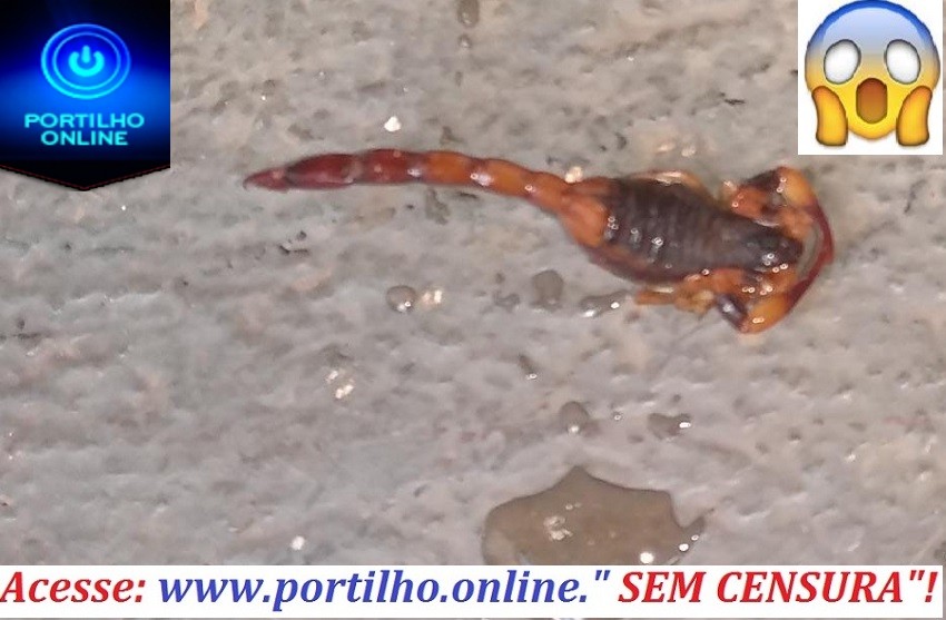 👉🦂😱🤔😳Olá Bom dia Portilho. Olha o que apareceu no Martim Galego.