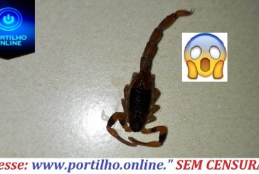 👉😱🤔🦂🐍🦎🕷🦗🦂ESCORPÍÃO “40 GRAUS DE FEBRE”! Obrigada Portilho por ajudar sempre o povo Patrocinense… Se puder não identifica meu número🙏🏽número🙏🏽 obrigada