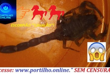 👉🦂🦗🐍🕷🙄🤔💉Oi Portilho… Boa noite Queria pedir sua ajuda. Já achei vários escorpiões dentro de casa.