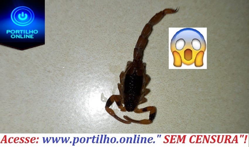 👉😱🤔🦂🐍🦎🕷🦗🦂ESCORPÍÃO “40 GRAUS DE FEBRE”! Obrigada Portilho por ajudar sempre o povo Patrocinense… Se puder não identifica meu número🙏🏽número🙏🏽 obrigada