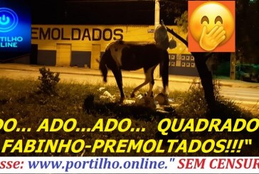 👉🤭🤭🤭 🐎 🎼🎹🎤ADO… ADO… ADO…  QUADRADO É O  FABINHO-PREMOLDADOS!!!“ 🐎Cavalo  no Fabinho pré-moldados vigiando o território”!!!