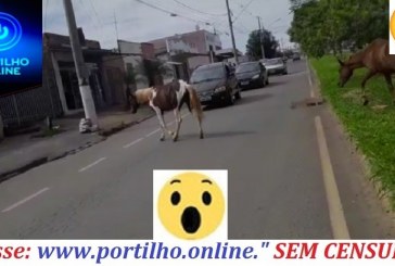  👉🙄🤔😱😠🐴🐎🐎Cavalos soltos no bairro Enéas, na Avenida Edir Aleixo podem causar mortes.