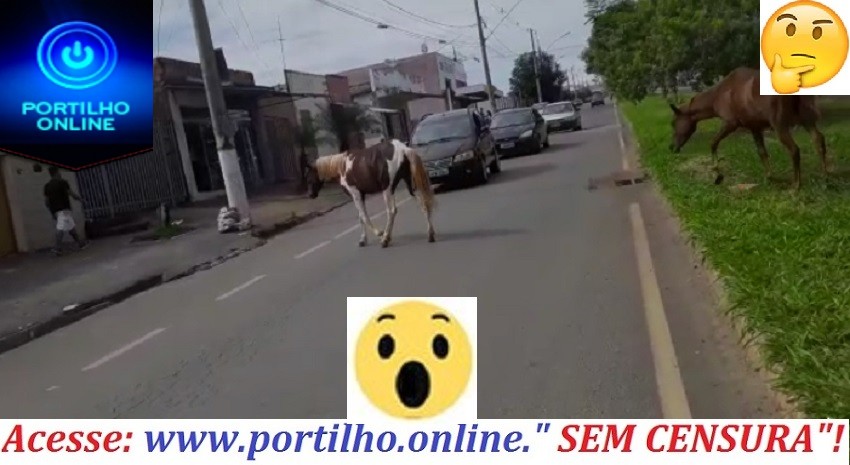 👉🤔🐎🦓🏇🐴😠 CAVALOS!!!Portilho…Um dos donos desses cavalos e um frentista que trabalha lá no posto Isa a noite.