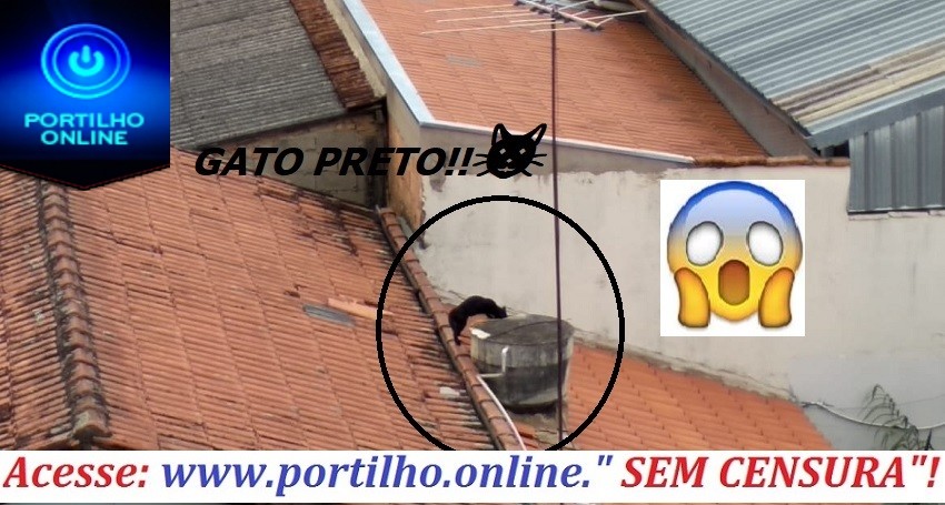 GATO PRETO!!!👉🤔🙄💉🌡💊Portilho, não quero pegar Dengue não 😱😂 caixa d’équa destampada.