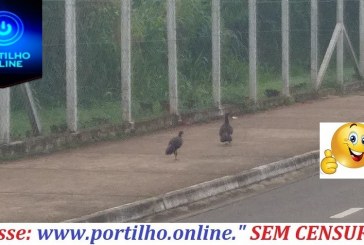 👉😮👏🐔CASAL DE “ JACÚ” Ave ameaçada de extinção é vista passeando na Avenida da faculdade-UNICERP.