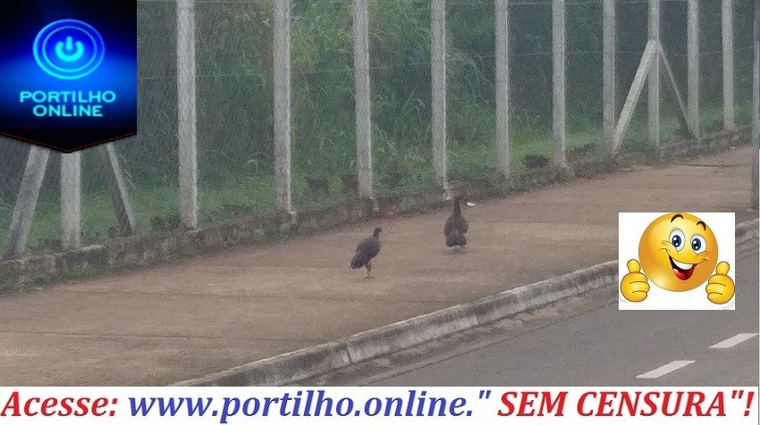 👉😮👏🐔CASAL DE “ JACÚ” Ave ameaçada de extinção é vista passeando na Avenida da faculdade-UNICERP.