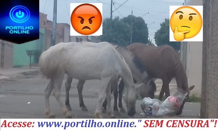 👉🙄🤔😠🏇🐎🐎🐎🐴🦓Portilho… Por favor, nos ajude não me divulgue, por favor, Faz uma matéria pra nós aí bairro Enéias.