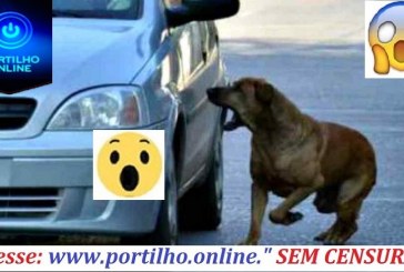 👉🙄😱🐶🙈🐩🐕🐈CÃES BRAVOS ATACAM MOTORISTAS!!!Olá Portilho, Boa noite! Tudo bem com vc? Nossa passamos o maior susto hoje…