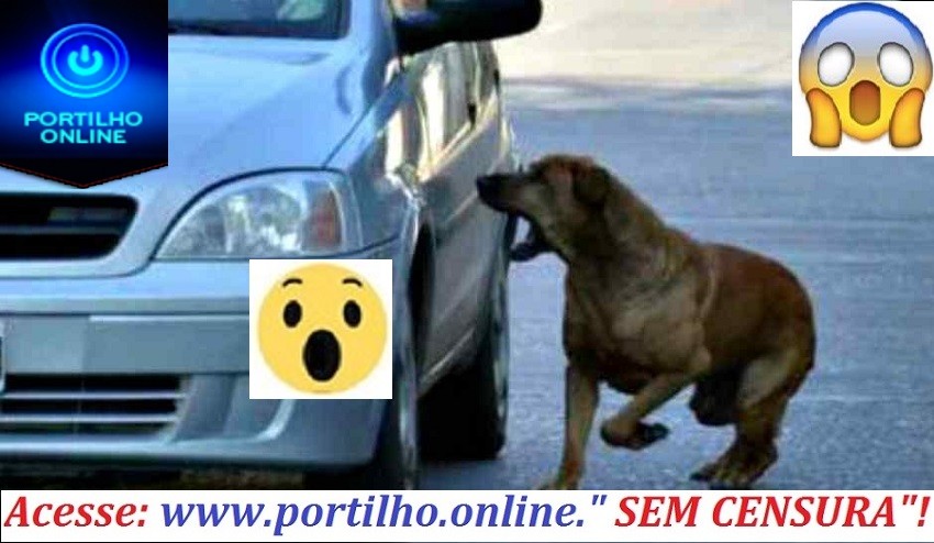 👉🙄😱🐶🙈🐩🐕🐈CÃES BRAVOS ATACAM MOTORISTAS!!!Olá Portilho, Boa noite! Tudo bem com vc? Nossa passamos o maior susto hoje…