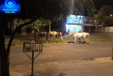 Portilho aqui tem mais cavalos  do que na fazenda do  Lula”.  Portilho… Eu olho no seu site 30 vezes por dia.