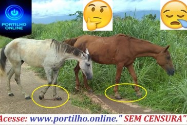 👉😠😪🐴🐎Você já ouviu falar nesta frase??? “CAVALO PIADO TAMBÉM PASTA”???