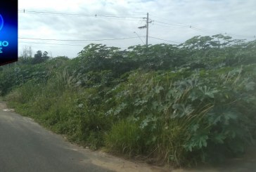 🙄🤔😧🙄Portilho esse ladrão que tá pulando casa aqui no parque dos pássaros e New Golden Bairro É POR CAUSA DO MATAGAL.