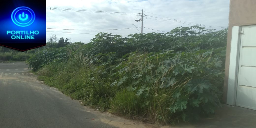 🙄🤔😧🙄Portilho esse ladrão que tá pulando casa aqui no parque dos pássaros e New Golden Bairro É POR CAUSA DO MATAGAL.