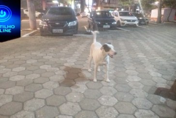 👉🙄😡😱🐶🐕🐩Boa noite Portilho… Quase fui mordida agora atarde por esses cachorros aqui na praça santa Luzia…