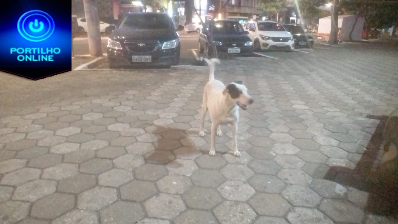 👉🙄😡😱🐶🐕🐩Boa noite Portilho… Quase fui mordida agora atarde por esses cachorros aqui na praça santa Luzia…