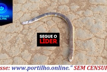 ASSISTA O VÍDEO…👉🤔😱🤨🐍“Cobra de duas cabeças” ou cobra  de uma cabeças🐍?