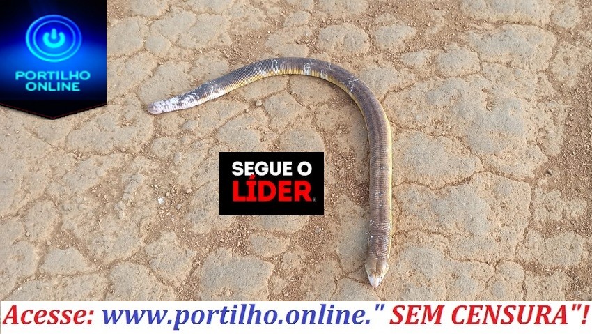 ASSISTA O VÍDEO…👉🤔😱🤨🐍“Cobra de duas cabeças” ou cobra  de uma cabeças🐍?