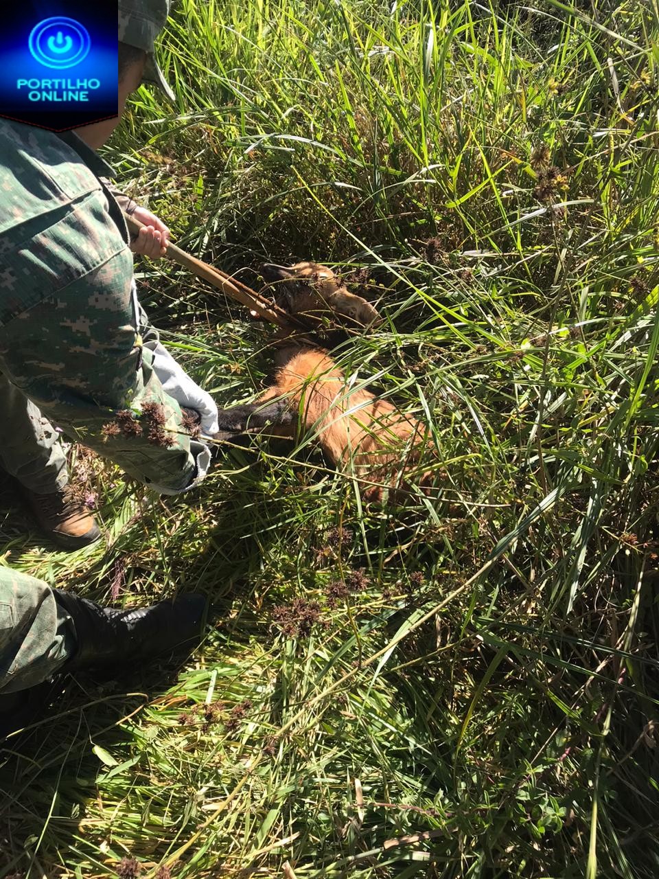 👉😱🚨🚔👏👍🦊“POLICIA MILITAR AMBIENTAL RESGATA LOBO ATROPELADO”